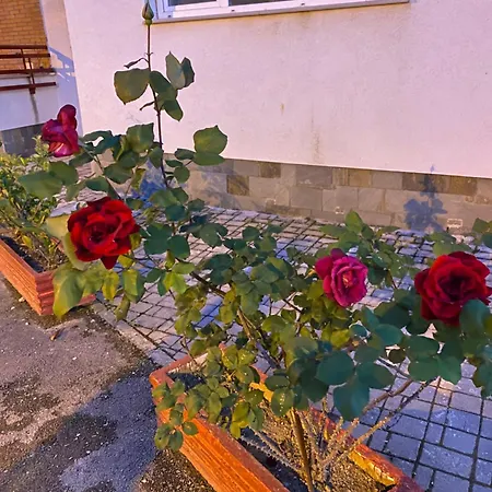 Διαμέρισμα Zabazaba *